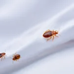 Ile kosztuje zwalczanie pluskiew? Ceny, metody i porady